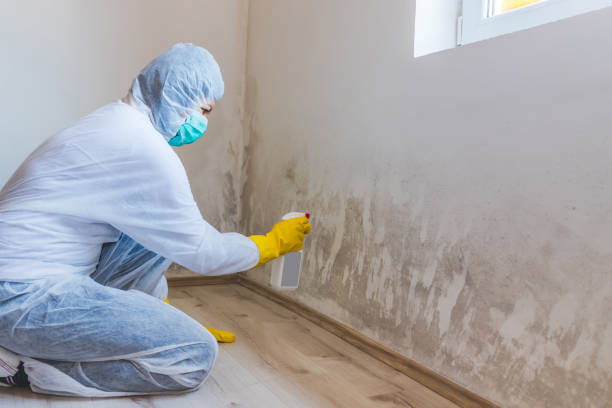 Professional mold removal team in Lucama