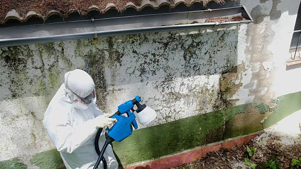 Mold Removal service in Lucama